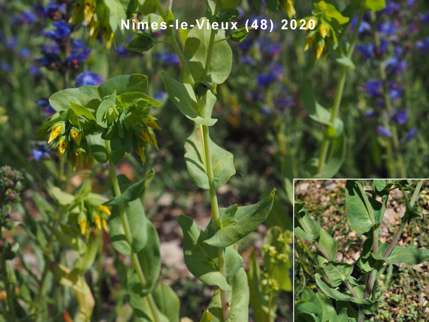 Honeywort, Lesser leaf